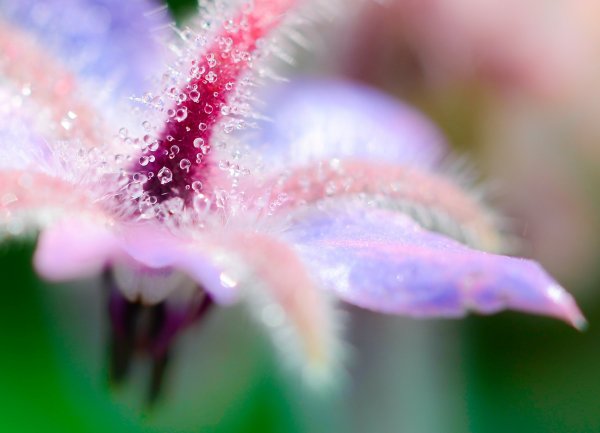 Макросъемка цветов