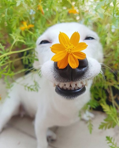 Животные радуются