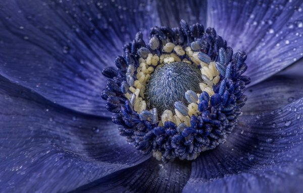 Цветы макро