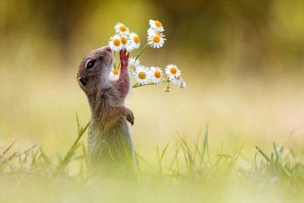 Собака добро и позитив