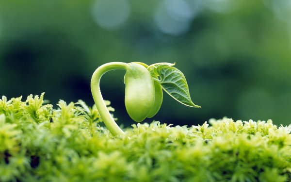 Природа растения
