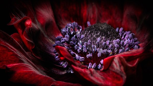 Нежные лепестки цветов