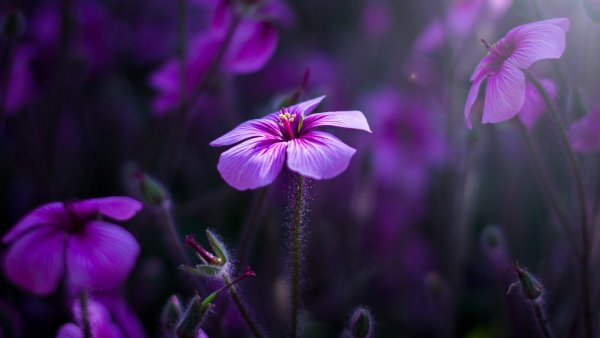 Цветы макро