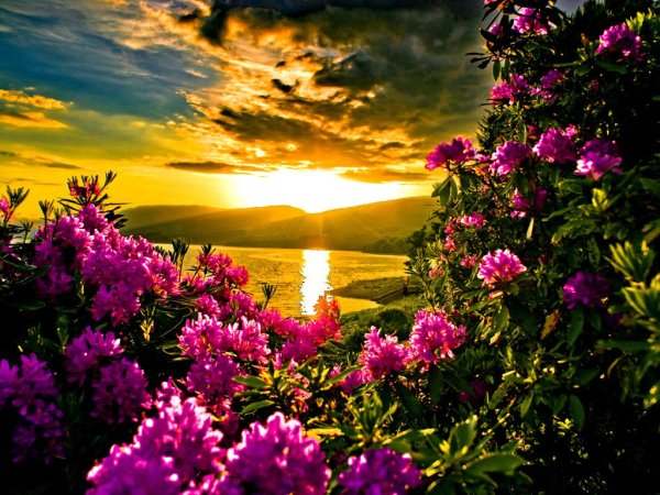 Природа цветы