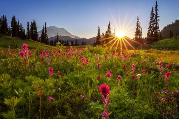 Горы цветы рассвет