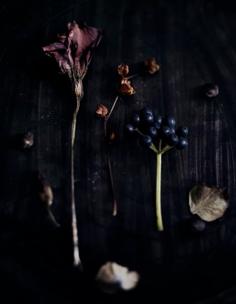 Мрачная Эстетика цветов