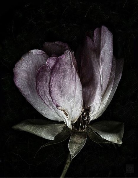 Цветы красивые мрачные