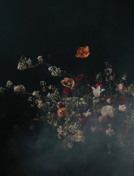 Роза Блэк Файер