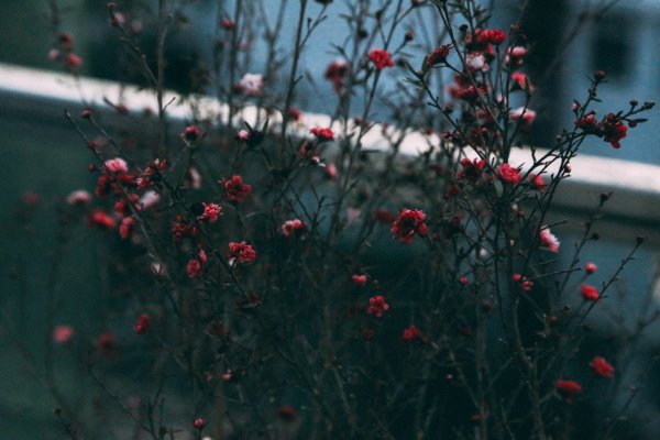 Цветок на черном фоне Минимализм