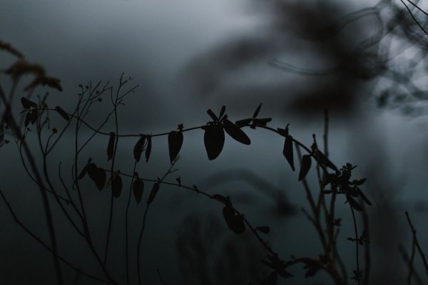 Цветы в стиле Готика