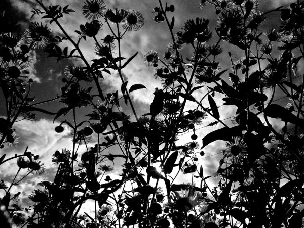 Розы в воде Эстетика