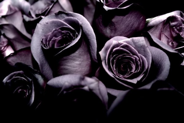 Цветы Готика