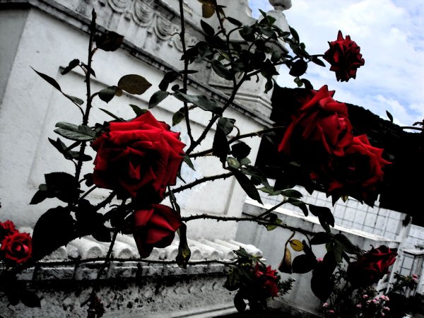 Красно черный фон