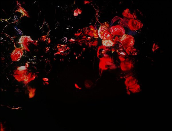 Цветы в темных тонах