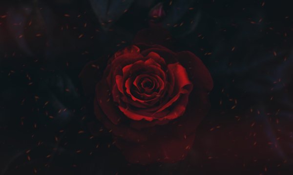 Мрачные цветы Эстетика