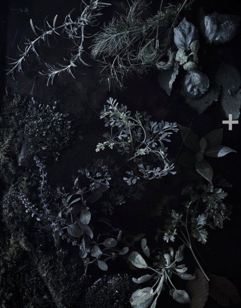 Дарк Роуз Эстетика