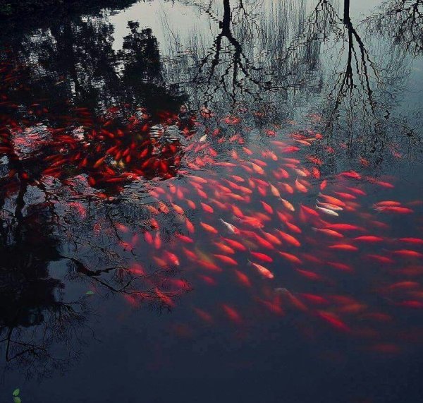 Тёмные цветы Эстетика