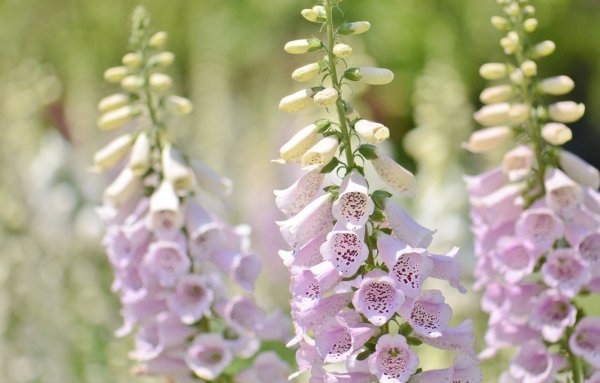 Наперстянка (digitalis)