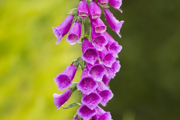 Наперстянка (digitalis)