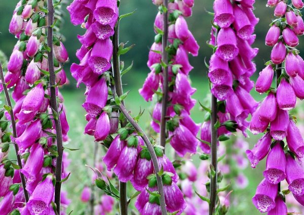 Наперстянка Зарница