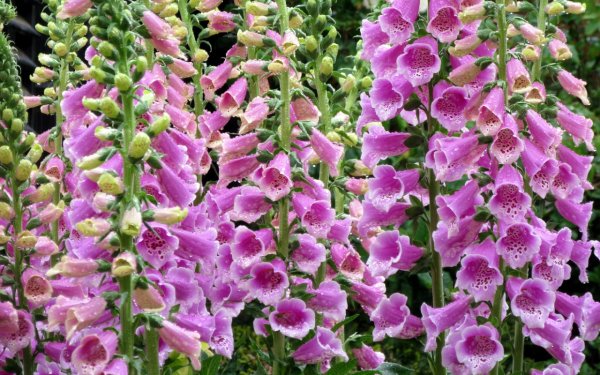 Наперстянка пурпурная (purpurea)