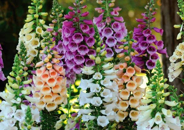 Дигиталис наперстянка