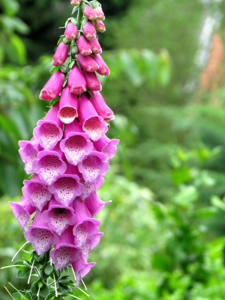 Дигиталис наперстянка