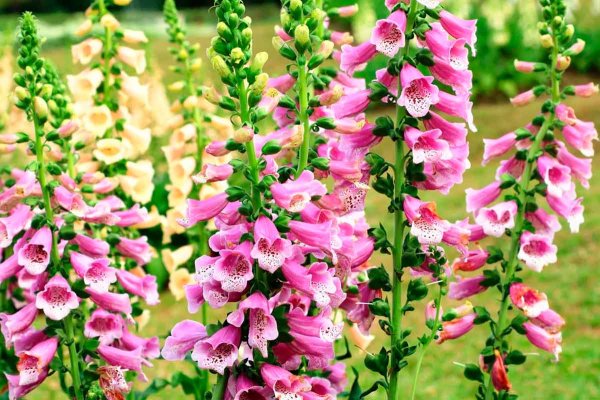 Дигиталис наперстянка