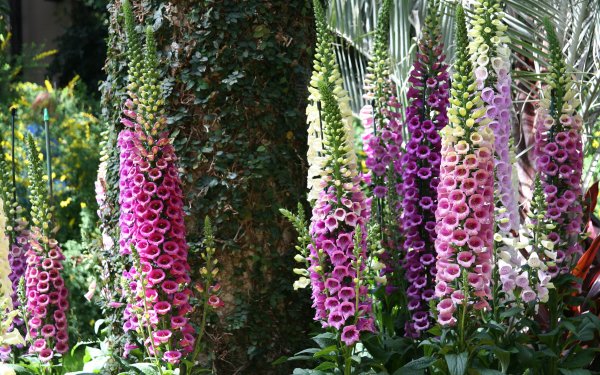 Digitalis. Дигиталис (наперстянка).