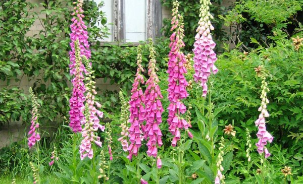 Наперстянка двулетняя