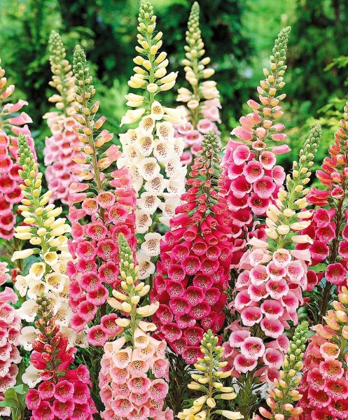 Дигиталис наперстянка