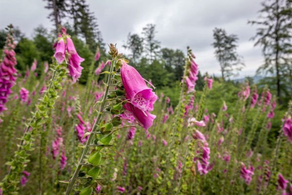 Дигиталис наперстянка