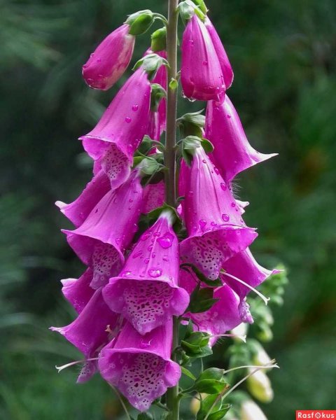 Наперстянка реснитчатая