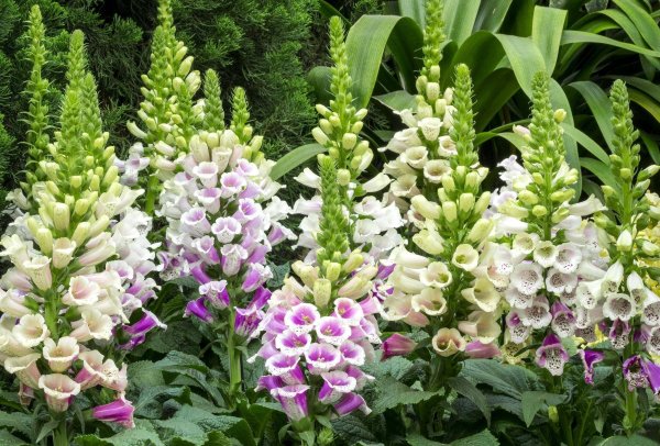 Наперстянка пурпуровая (digitalis purpurea)