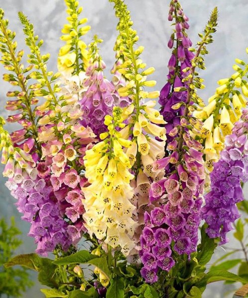 Дигиталис наперстянка