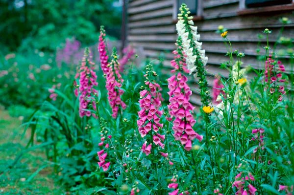 Наперстянка Эксельсиор