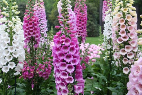 Дигиталис наперстянка