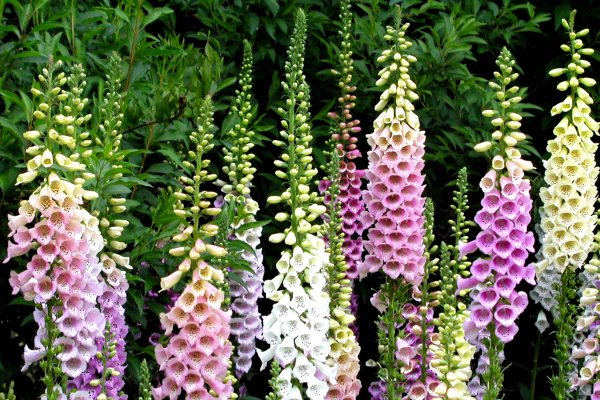 Наперстянка пурпурная Жемчужина