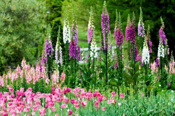 Наперстянка Foxglove