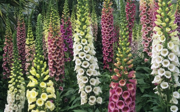 Дигиталис наперстянка