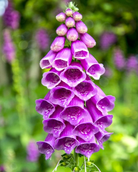 Дигиталис наперстянка