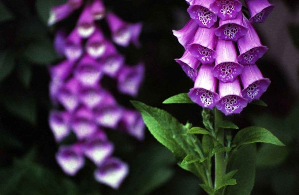 Digitalis purpurea l. наперстянка пурпурная