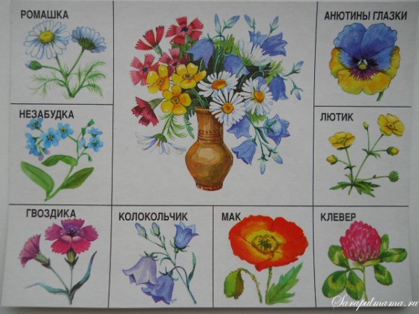 Полевые цветы карточки для детей