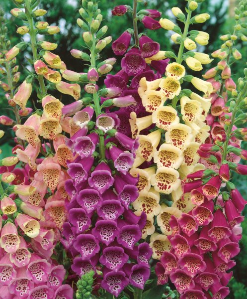 Дигиталис наперстянка