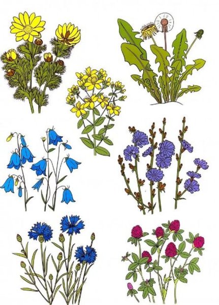 Полевые цветы