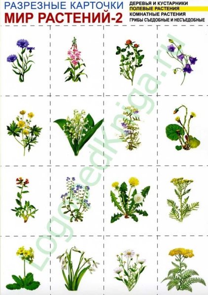 Растения для дошкольников