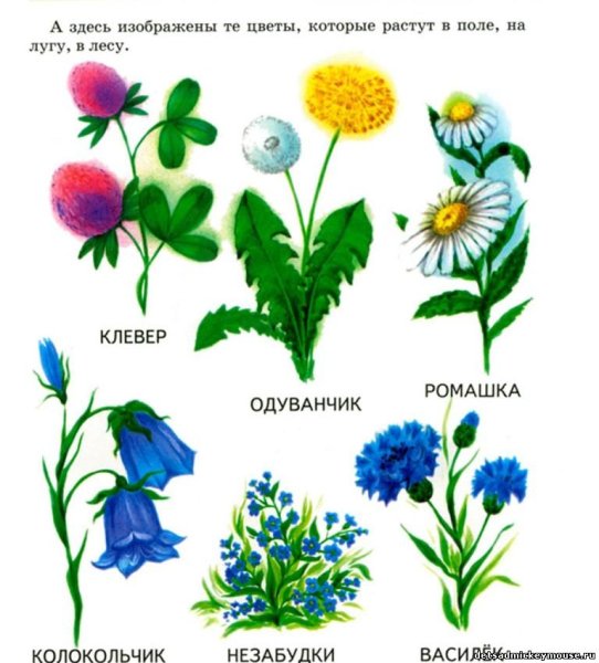 Названия цветов для дошкольников