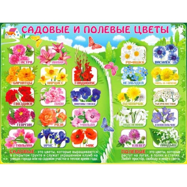 Цветы плакат для детей