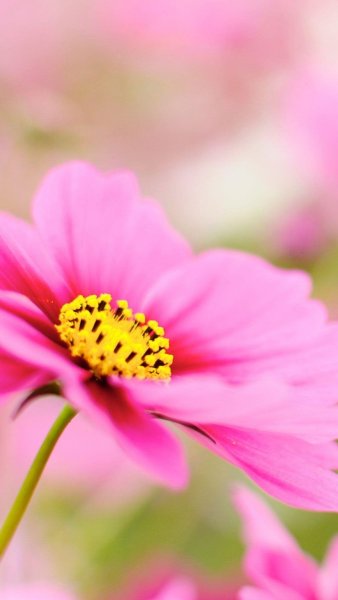 Lively Wallpaper на андроид
