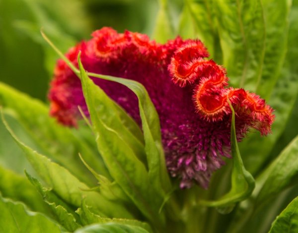 Целозия гребешок